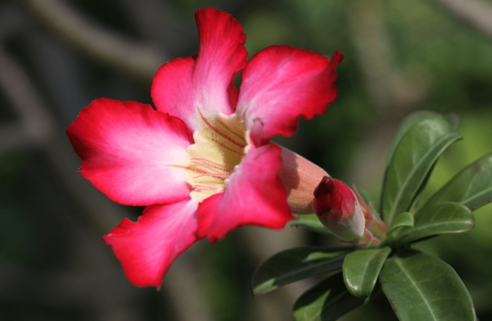 desert rose bonsai